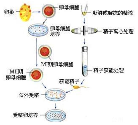 第三方试管代怀(第三方试管代怀:新生命的奇迹)